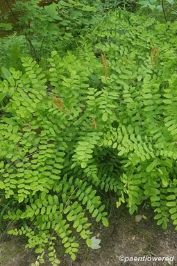Fertile and sterile fronds