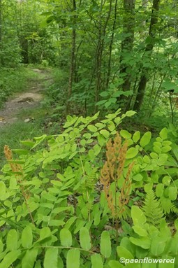 Plant form