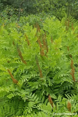 Ripening sporangia