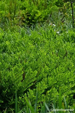 Fern colony