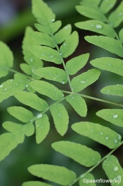 Frond with raindrops