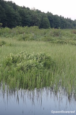 Growing in the bog