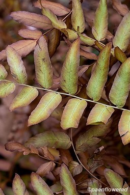 Pinnae getting fall color