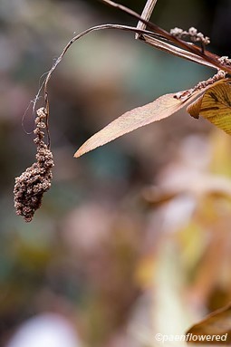 Sporangia in fall