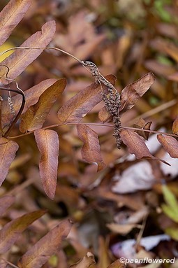 Pinnae with fall colors and sporangia