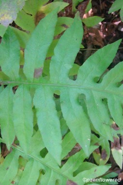 Adult sterile frond