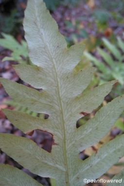 Sterile leaf underside