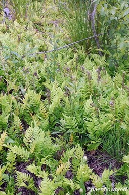 Netted chain fern colony