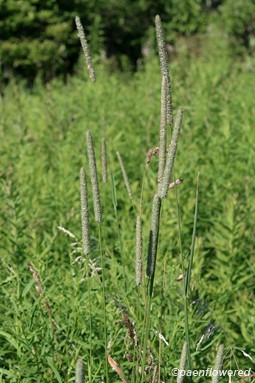 Plants with characteristic spikes