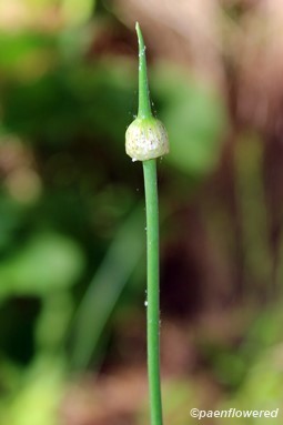 Aerial stem with young inflorescence
