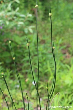 Aerial stems with young inflorescences