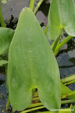 Arrow-shaped leaves