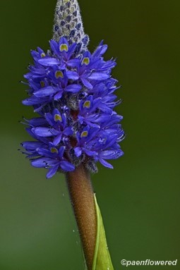 Plant in flower