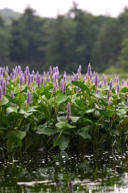 Plants in flower