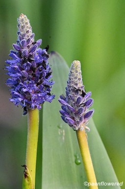 Plant in flower