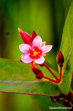 Flowers & leaves