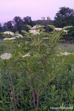 Sambucus