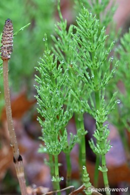 Fertile shoot & vegetative shoots
