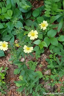 Plant form & habitat