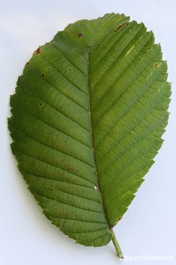Leaf showing leaf bases