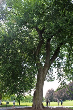 Mature tree