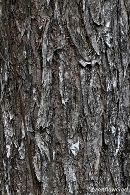 Bark