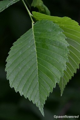 Young leaves