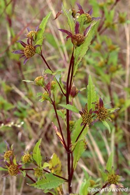 Three-lobed beggarticks