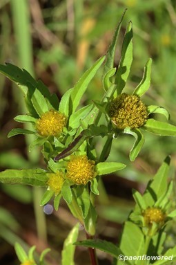 Close-Up of Flowering Heads