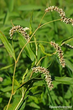 Plants in flower