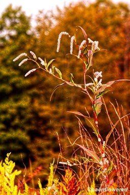 Plant in flower