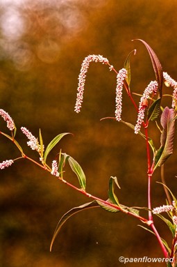 Inflorescences & leaves