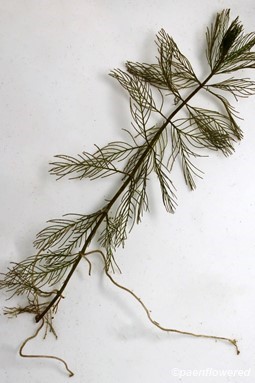 Entire plant (submerged)