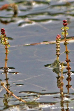 Plants with flower buds