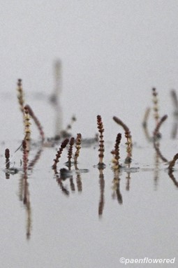 Plants in flower