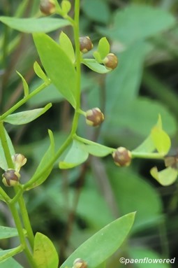 Plant in seed