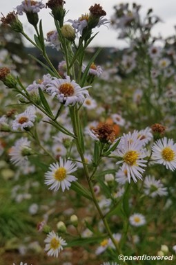 Lanceleaf aster