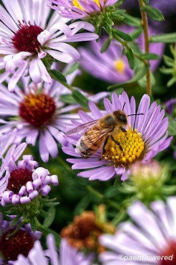 Aromatic aster