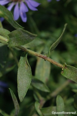 Stem & Leaves