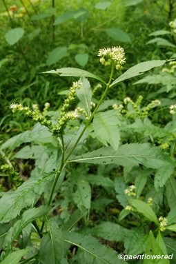 Plant form & habitat