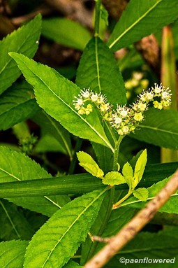 Plant in flower