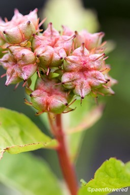 Seedpods and leaves
