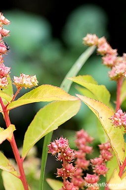 Leaves, stems and seedpods
