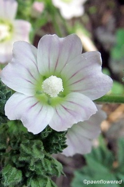 Flowers & leaves