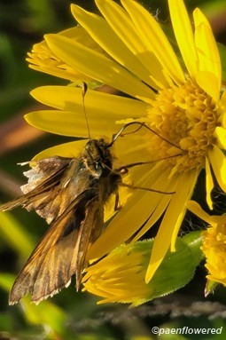 Flower with pollinator interaction 