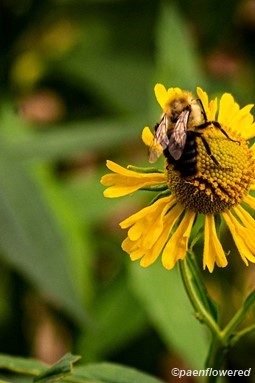 Flower & flower bud