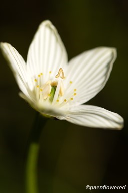 Parnassia