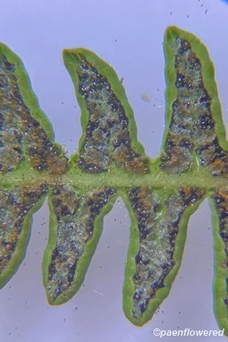 Undersurface of frond showing sori and revolute margins