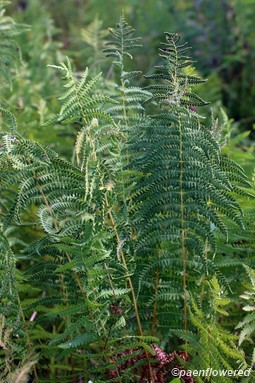 Mature fronds with sori