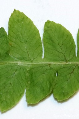 Dichotomous venation